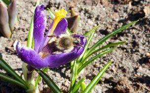 Bumblebee on the colorful beautiful blossoming flower