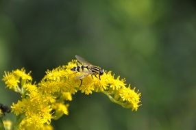 insect on goldenrod flower