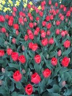 Beautiful Glade of red and yellow tulips in Keukenhof