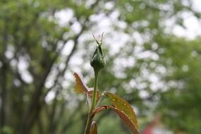 closed green rose bud close-up on blurred background