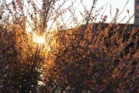 sunset against the background of weeds