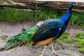 exotic peacock outdoors