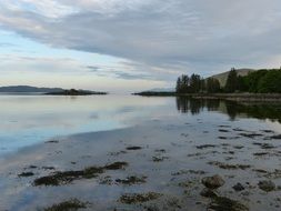 Photo of algae on the shore of the lake