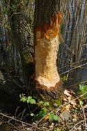 nature tree without bark nagspuren