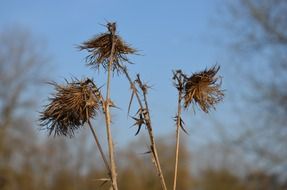 Picture of dead Thistle flowers