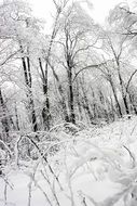 fairy snowy winter forest