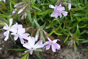 amazing phlox crawl plant