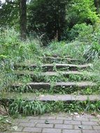 stairs forest nature stone stairway