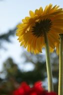 yellow daisy in the garden on a blurred background