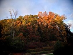 Autumn forest on a hill against the blue sky