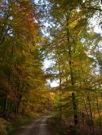 road in the golden forest