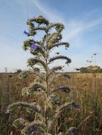 blooming wildflower on the field