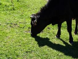 black cow on pasture on a sunny day