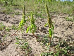 amaranth among the sand