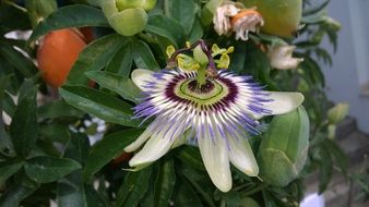 amazing passion flower