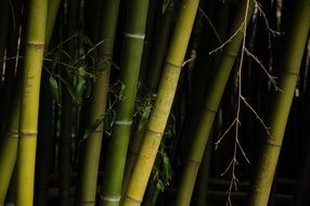 gren and yellow bamboo stems with signatures