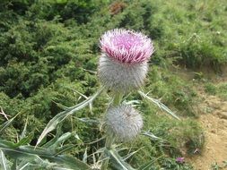 bloom of mountain thistle close up