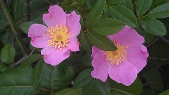 purple flowers on a green bush