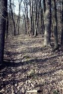 forest path among dry foliage in the autumn forest