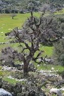 beabutiful tree in the national park