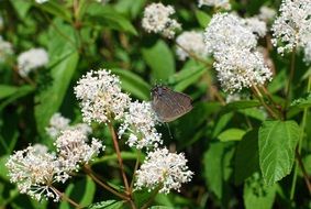 butterfly on a blooming white flower