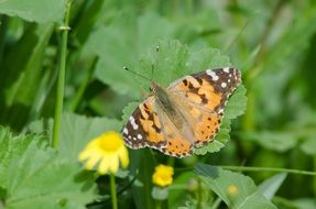 orange butterfly with a black pattern on a green plant