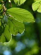 young green beech leaves