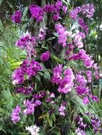 decorative purple orchids close-up on blurred background
