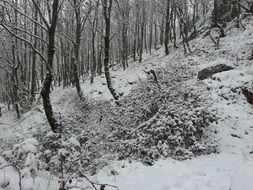 snowy landscape view