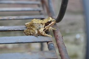 closeup view of sitting Frog on metal construction
