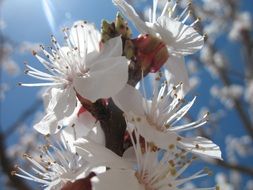 white flowers on a branch of fruit tree in spring