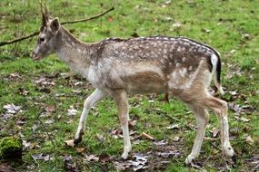 hirsch goes through the forest