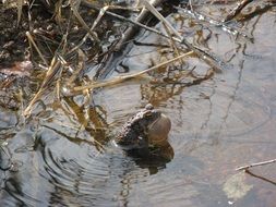 Frog in the lake