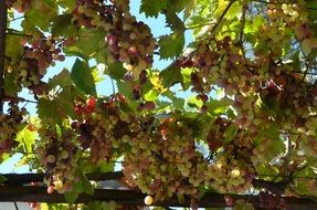 grapes on branches sunny scenery