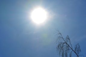 top of the tree under the bright sun in the blue sky