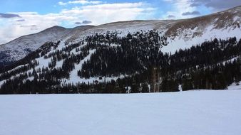 black forest on a snowy mountainside