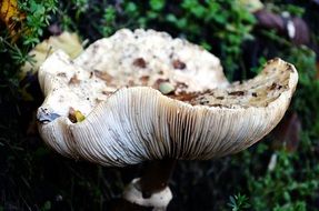 natural fungus