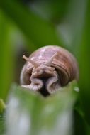 closeup of snail head