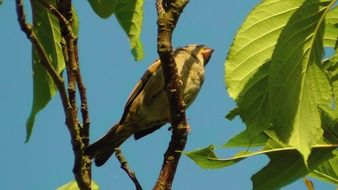 bird on a tree branch with green leaves