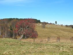 autumn landscape on a sunny day