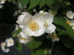 white flowers among green leaves