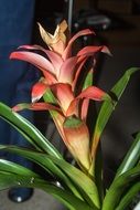 Red blooming orchid close-up