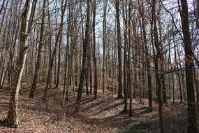 trees in autumn forest on a sunny day