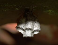polistes wasp's nest