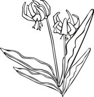 drawn iris silhouette