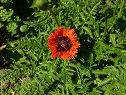 red poppy with pointed petals on a green bush