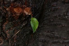 tender green leaf on the tree