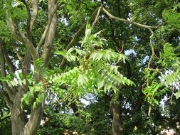 bottom view of the Ailanthus