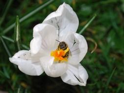 Black and yellow bee on the white and orange flower