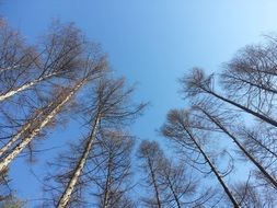 birchs against a blue clear sky
